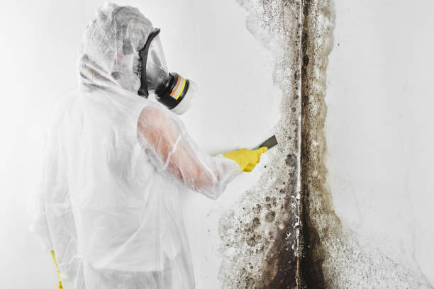 Asbestos and Lead Testing During Mold Inspection in Seven Points, TX